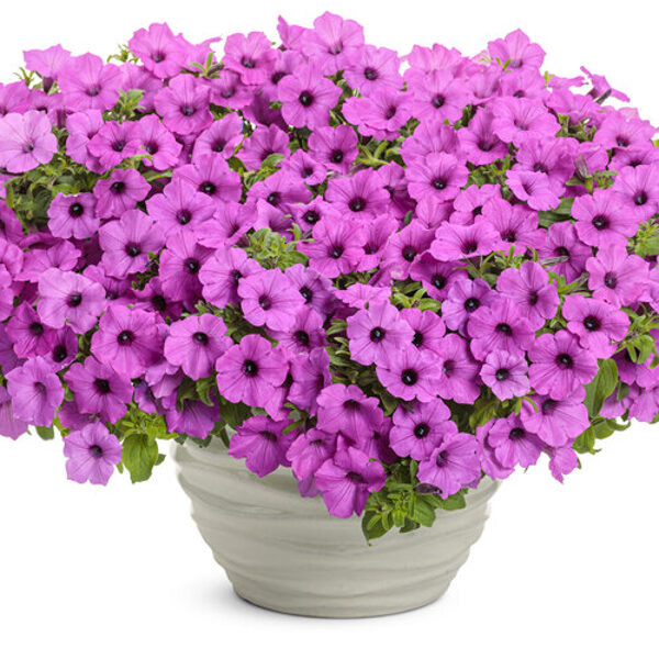 Petunia 'Supertunia Vista Jazzberry'