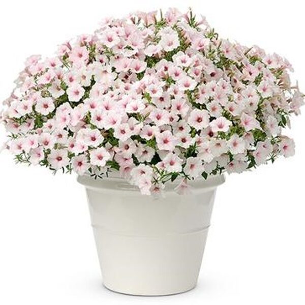 Petunia 'Supertunia Vista Silverberry'