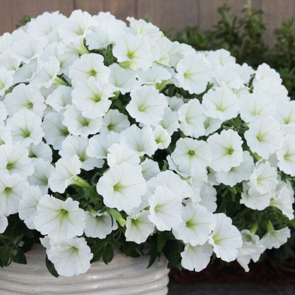 Petunia 'Supertunia Vista Snowdrift'