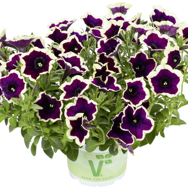 Petunia atkinsiana 'Fortado Velvet Picotee'