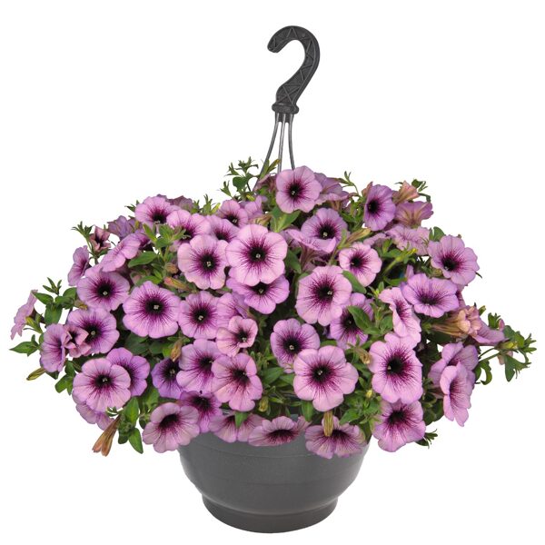 Petunia atkinsiana 'Raspberry Gem'