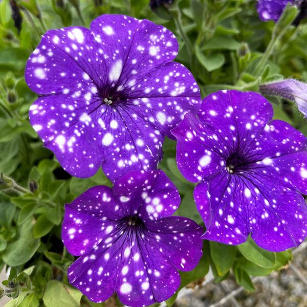Petunia atkinsiana 'StarTunia Blue'