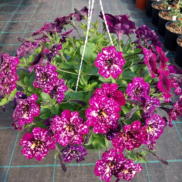 Petunia atkinsiana 'StarTunia Magenta'
