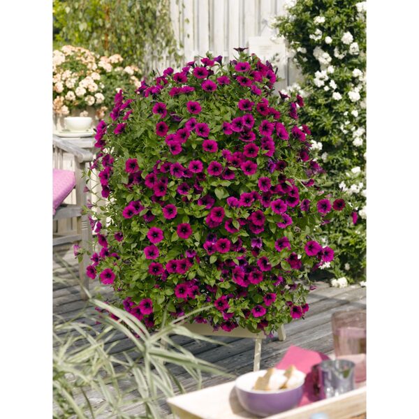 Petunia atkinsiana 'Suprise Kardinal 2025'