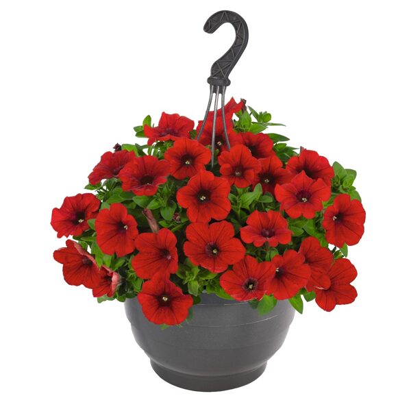Petunia atkinsiana 'Suprise Red'