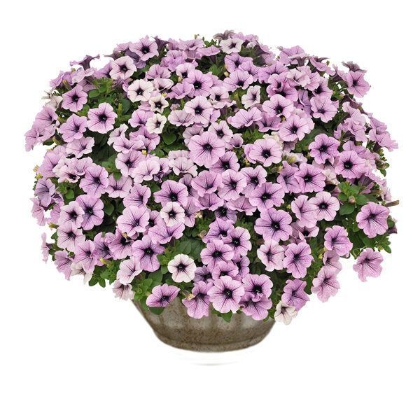 Petunia atkinsiana 'Surfinia Compact Purple Vein'