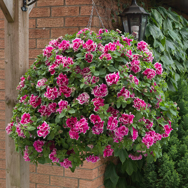 Petunia atkinsiana 'Tumbelina Anna'