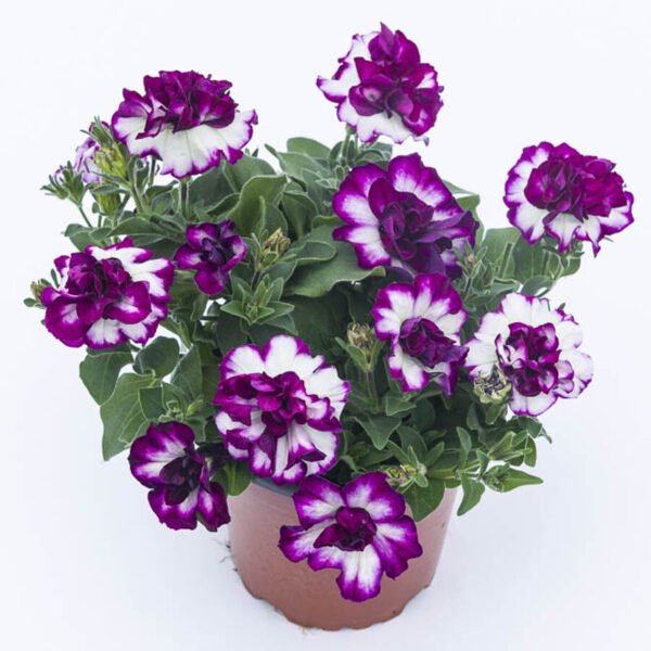 Petunia atkinsiana 'Tumbelina Compact Nicola'