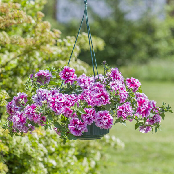 Petunia atkinsiana 'Tumbelina Helena'