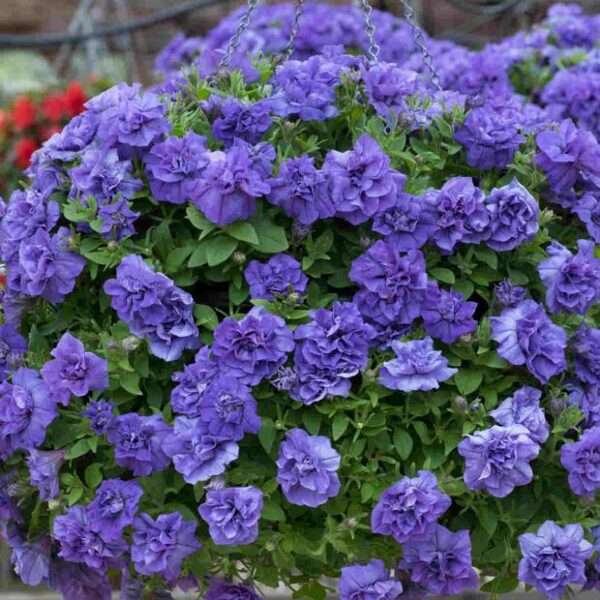Petunia atkinsiana 'Tumbelina Sophia'