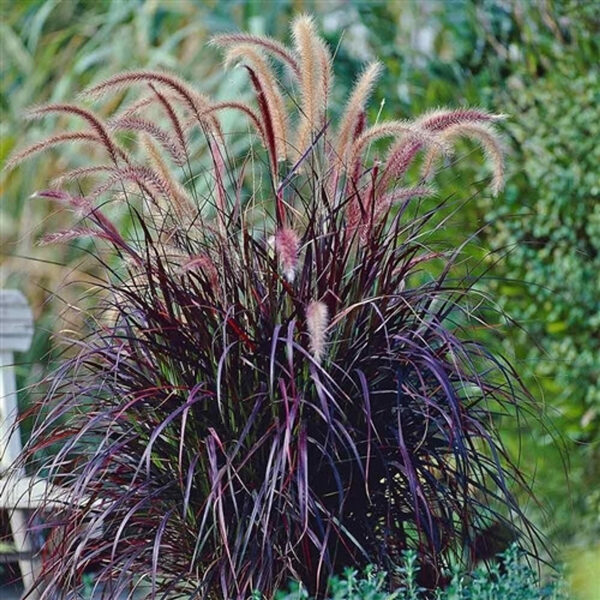 Sarzāle 'Rubrum'