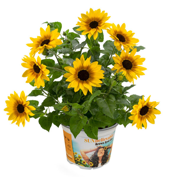 Saulespuķe  'Compact Broen Eyed Girl'