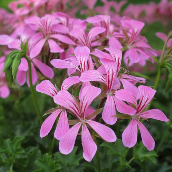 Ville de Paris Lilac