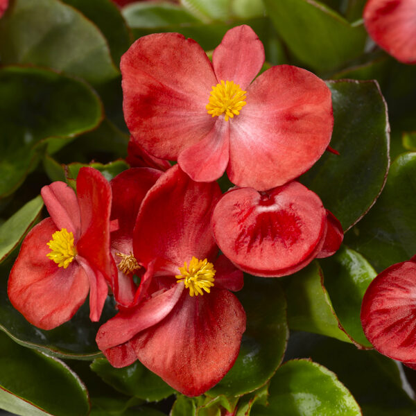 'Brasil Scarlet'