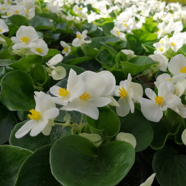 'Brasil White'