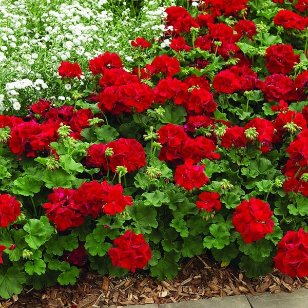 'Calliope Dark Red'