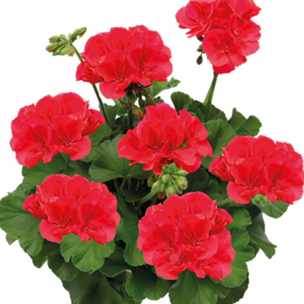 'Calliope Deep Coral'