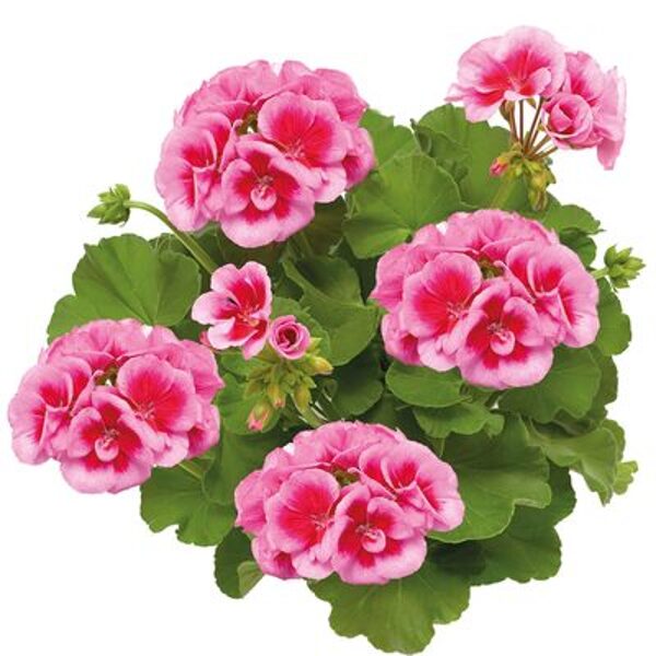 'Calliope Rose Splash'