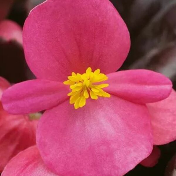 'Eurovision Rose'
