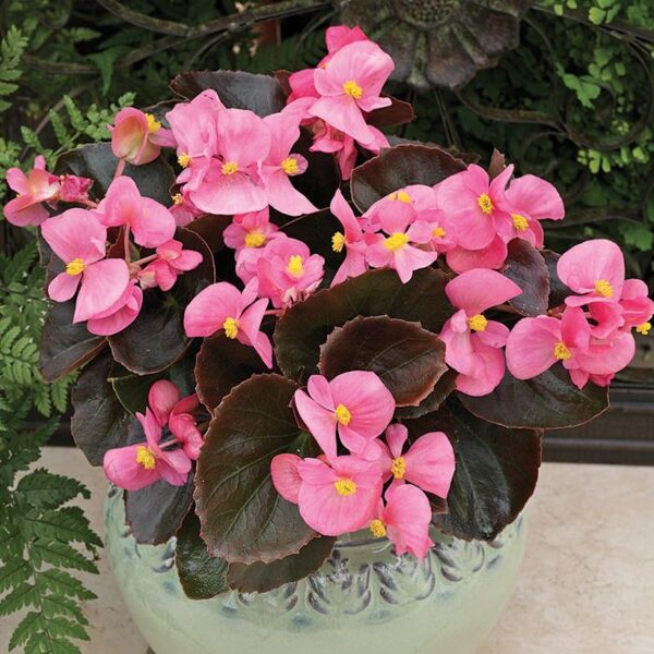 'Marsala Pink'