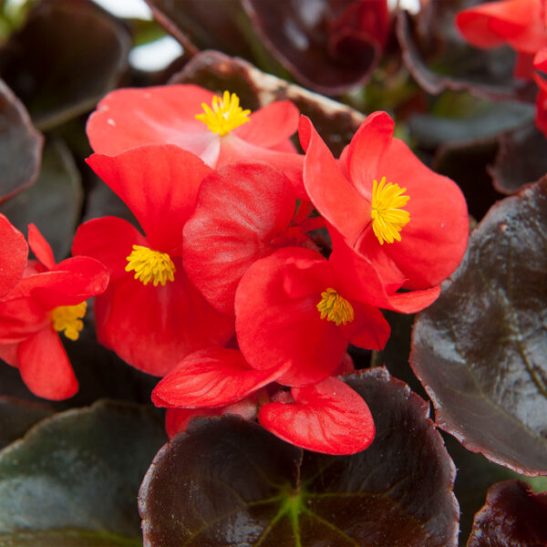 'Marsala Scarlet'