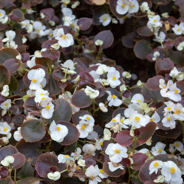 'Marsala White'