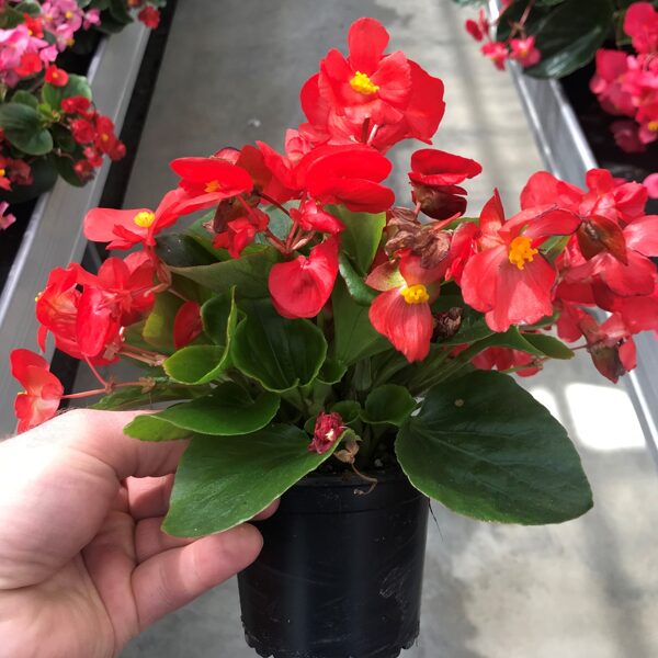 'Superstar Red'