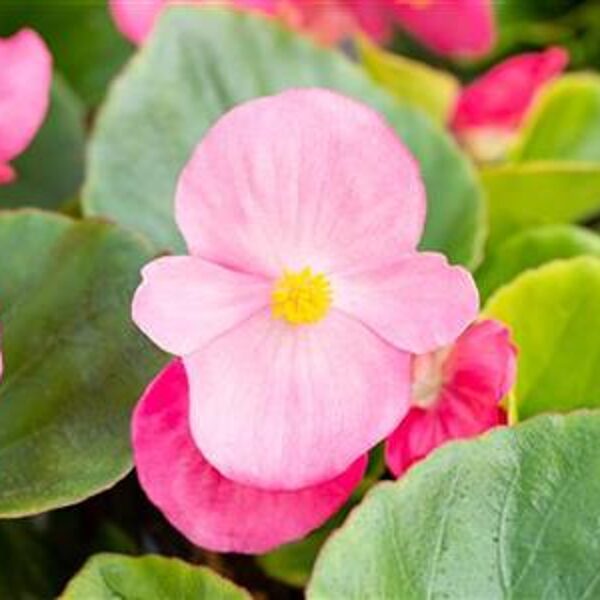 'Superstar Rose'