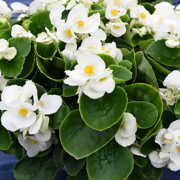 'Superstar White'
