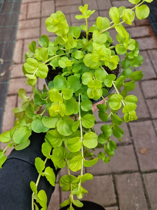 Pļavu zeltene