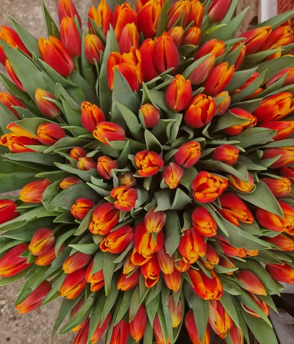 Tulpes