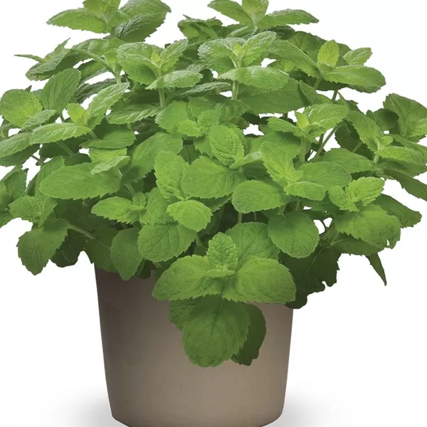 Piparmētras