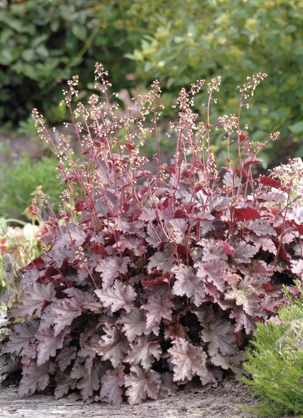 Amerikas heihera 'Melting Fire'