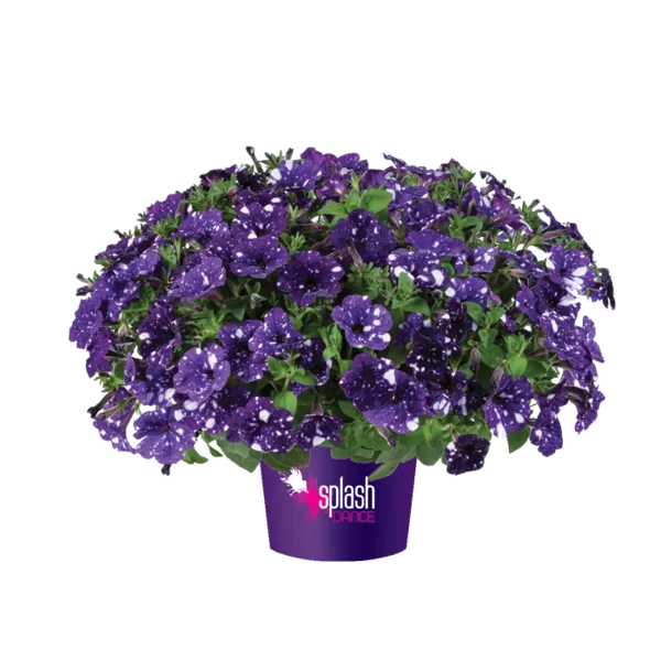 Petunia atkinsiana 'Splash Dance Bolero Blue'