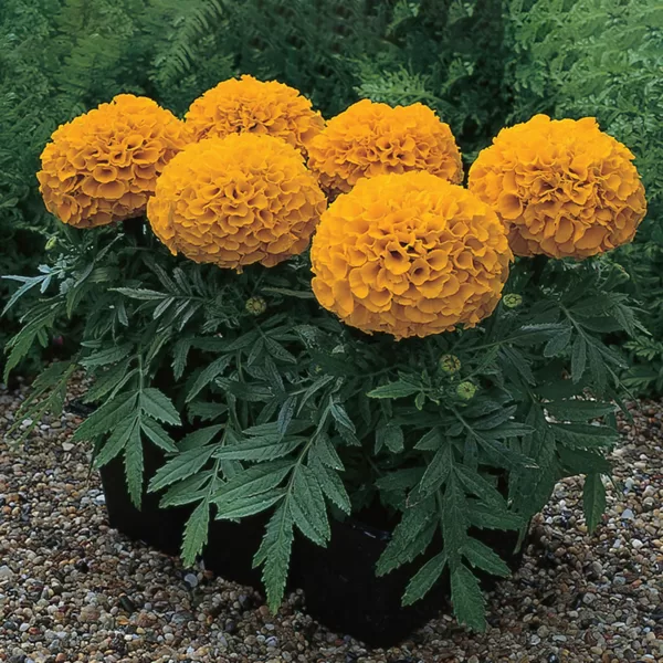 Augstā samtene 'Antigua Orange'