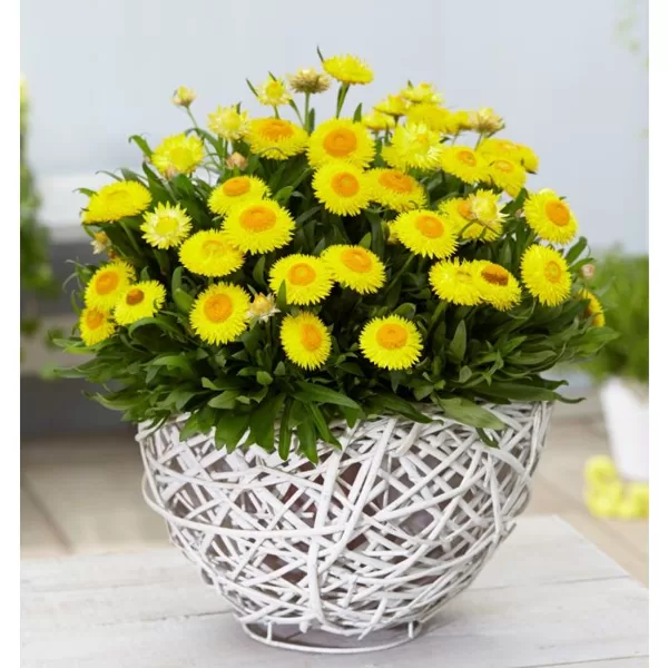 BRACTEANTHA Granvia Gold - Yellow