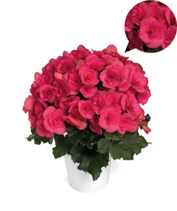 Bela Lilacpink