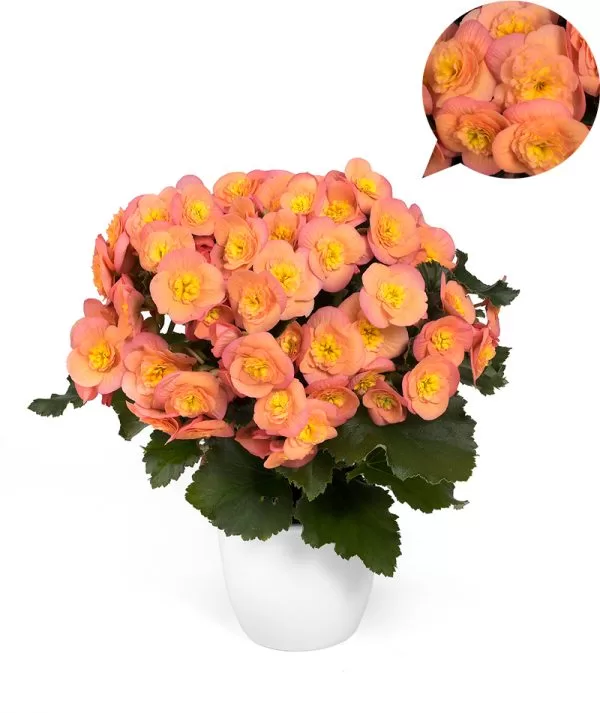Belove Peach