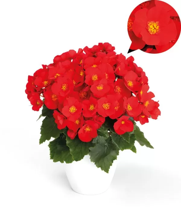 Belove Red