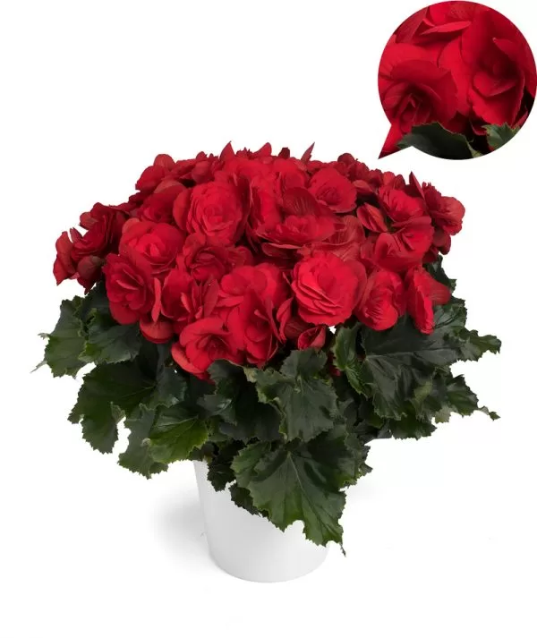 Berseba Red