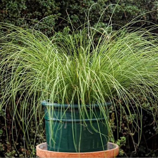 Cekulainais grīslis 'Phoenix Green'