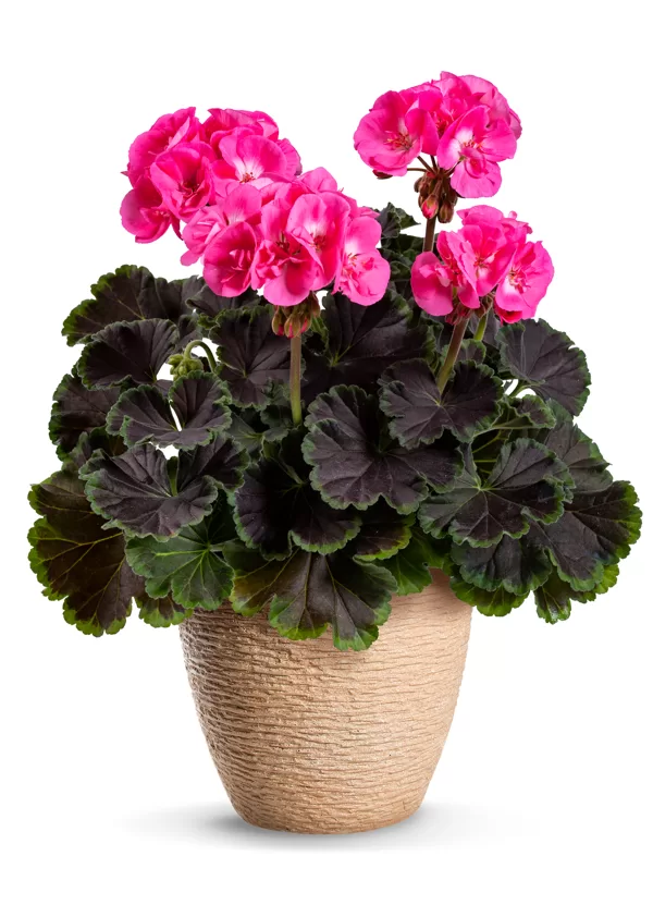 Chocolate Pink 21