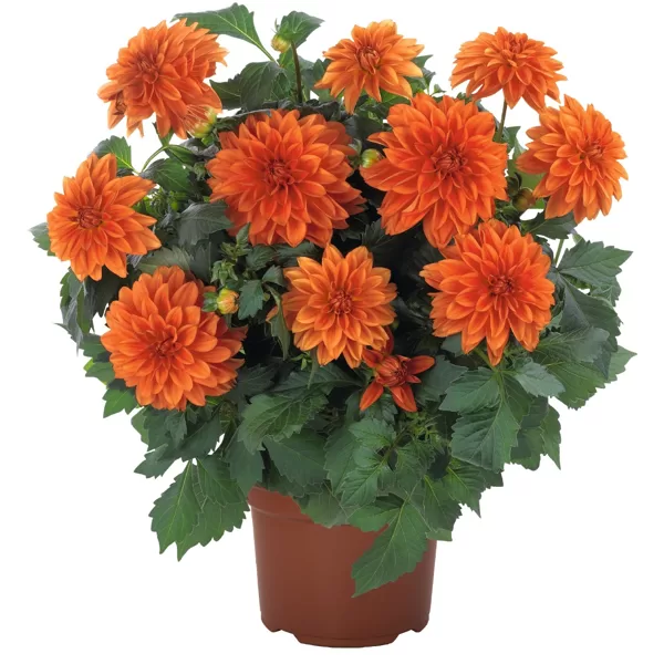 Dārza dālija 'Hypnotica Orange'