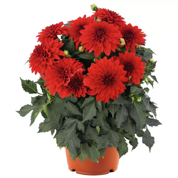 Dārza dālija 'Hypnotica Red'