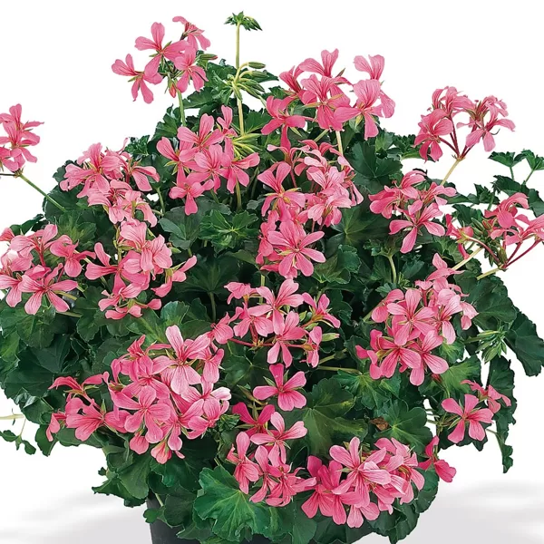 Decora Rosa