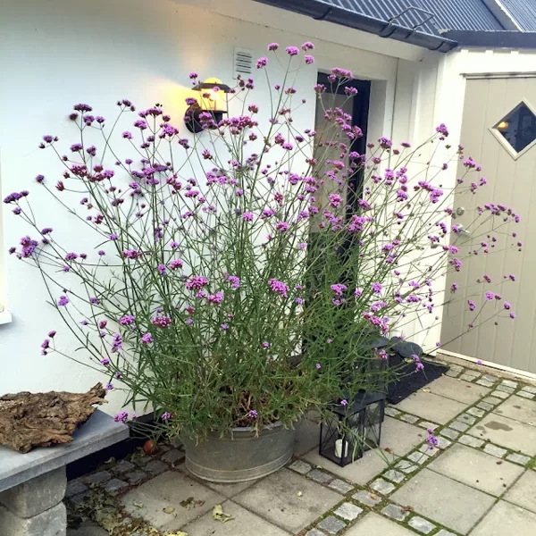 Dienvidamerikas verbena 'Violetta'
