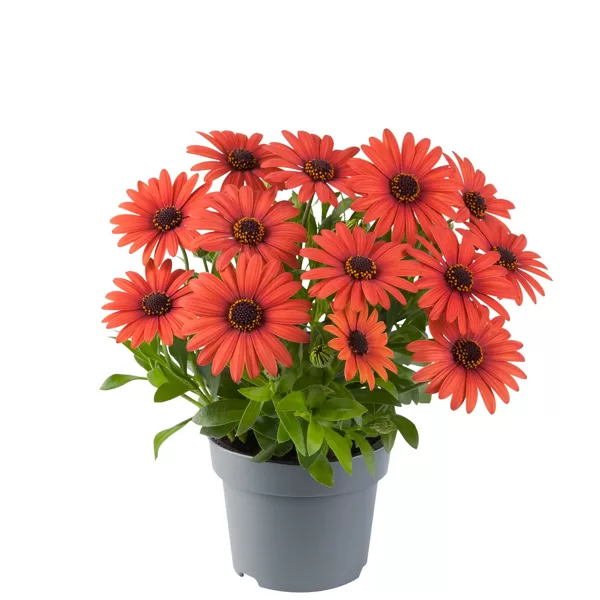 Eklona akmeņsēkle 'Compact Orange Brique'
