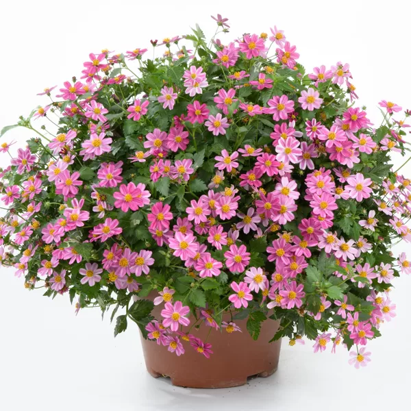 Ferullapu sunīts 'Pink Princess'