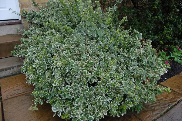 Forčuna segliņš 'Emerald gaiety XXL'