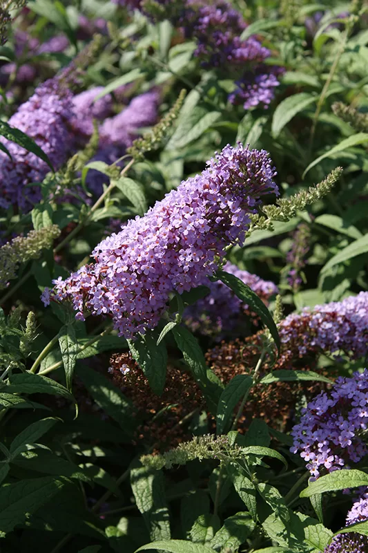 Hibrīdā budleja 'summer Bird Violet'